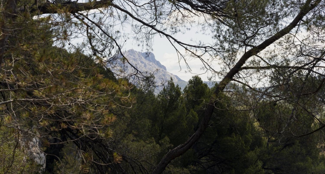 Pali Meursault chez Paysage endormi /2
