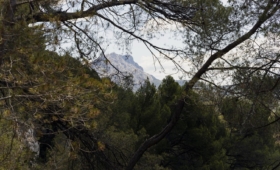 Pali Meursault chez Paysage endormi /2